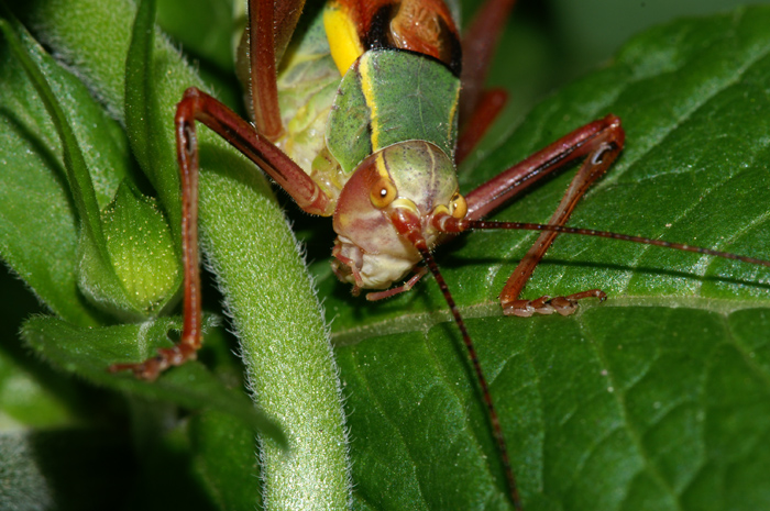 Barbitistes cfr. alpinus