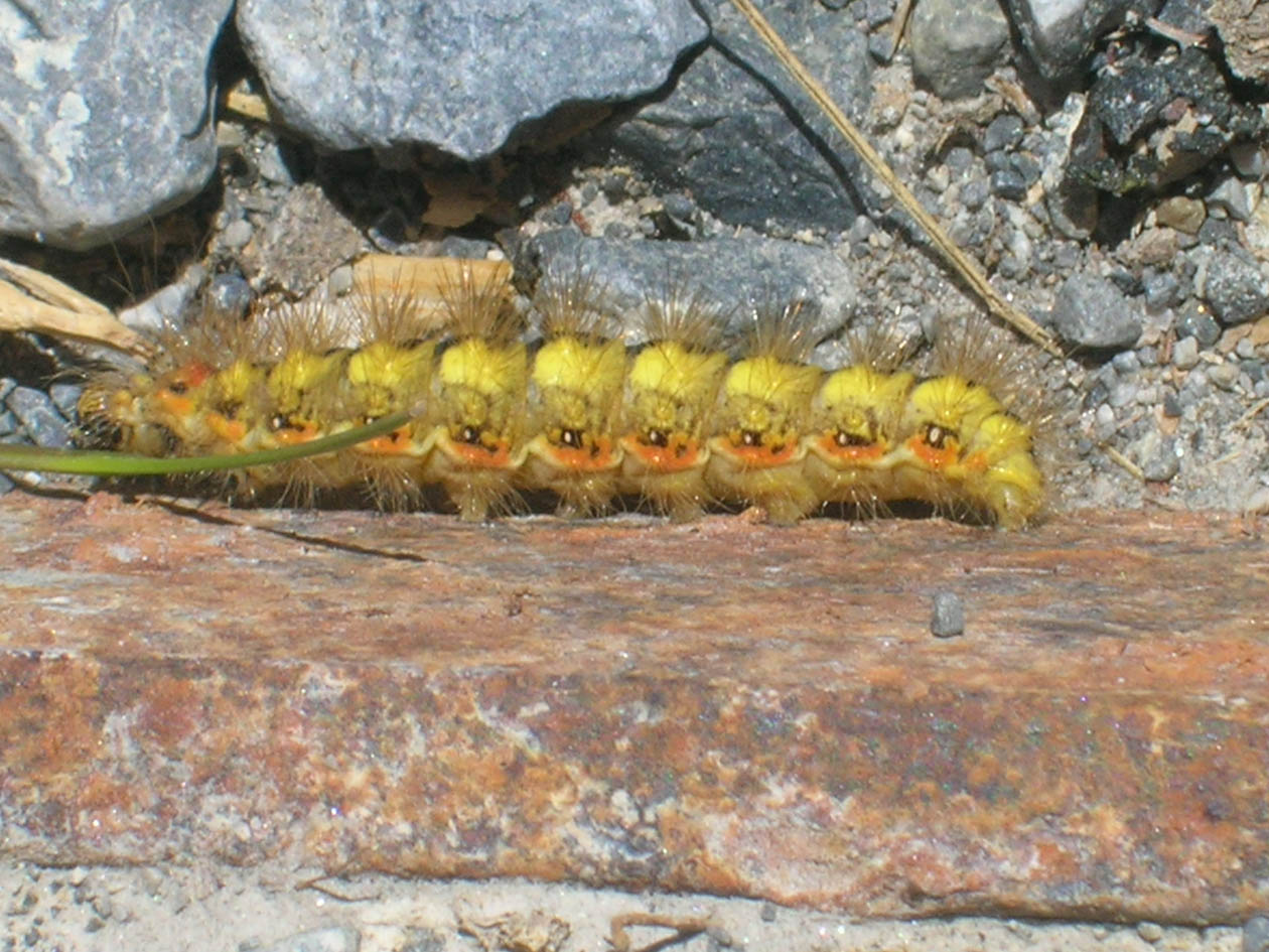 bruco di Acronicta euphorbiae