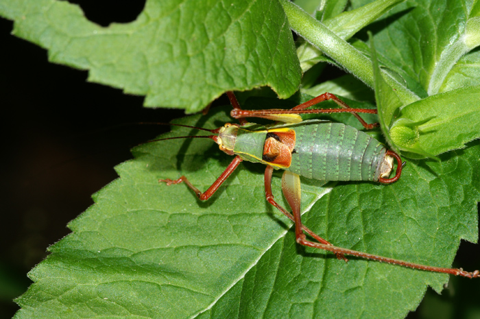 Barbitistes cfr. alpinus