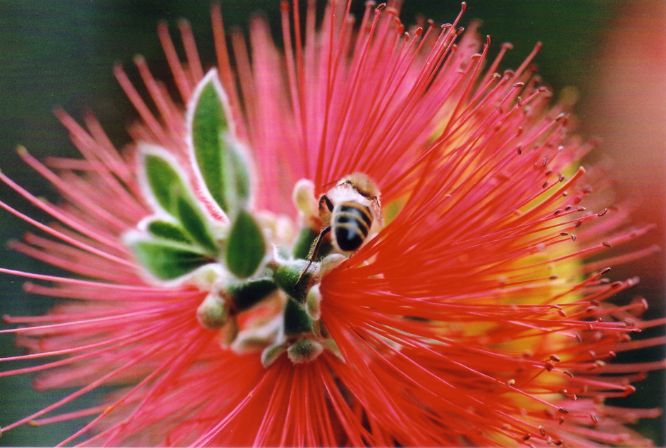 LE MIE PRIME FOTO MACRO...