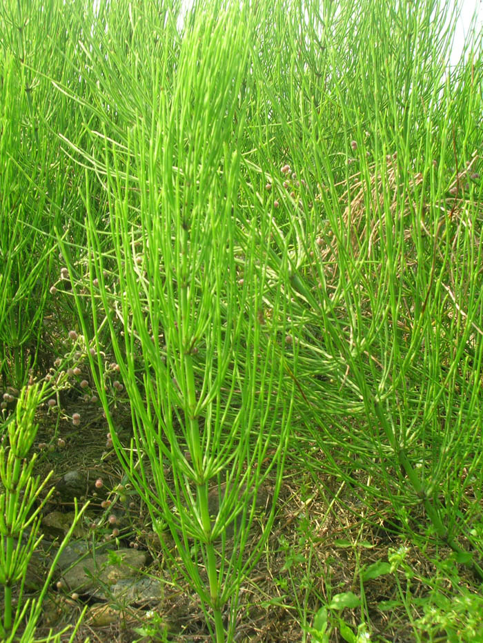 Equisetum arvense