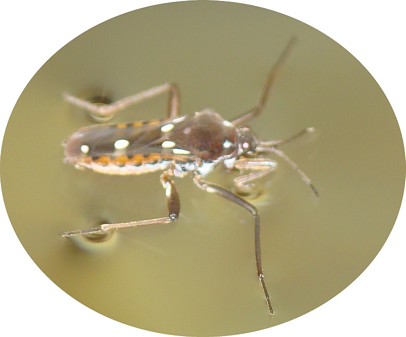 Velia sp. ???