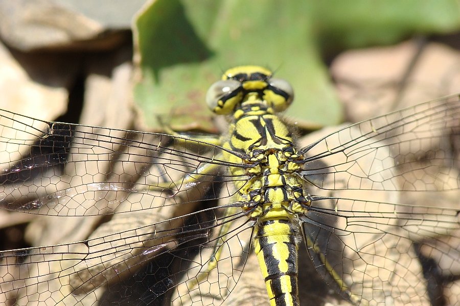 Gomphus simillimus o Gomphus pulchellus ??? pulchellus !!!