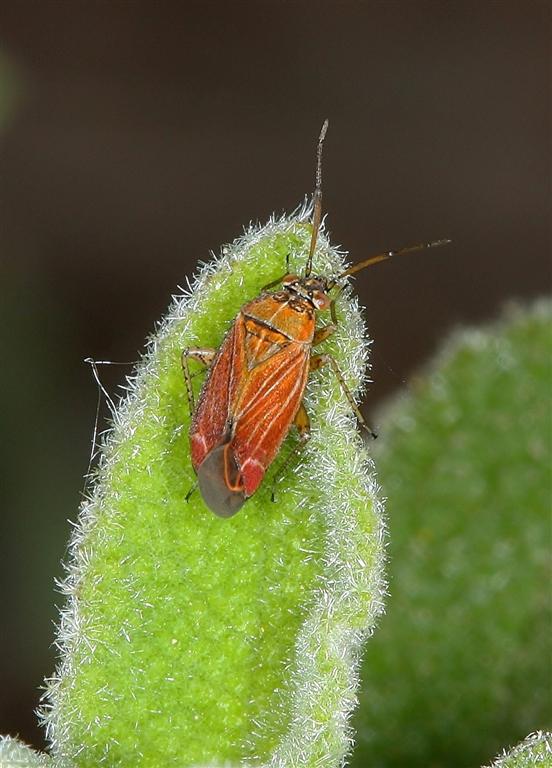 Da determinare: Pachyxyphus lineellus (Miridae)