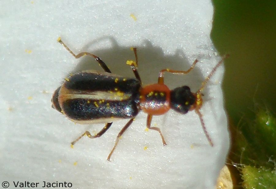 da identificare: Attalus (Abrinus) limbatus