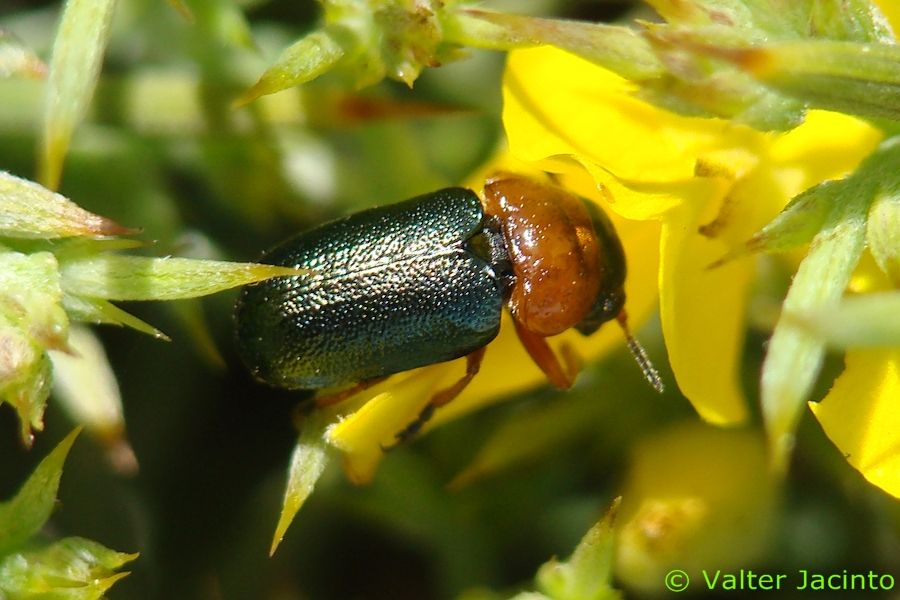 Chrysomelidae - da identificare