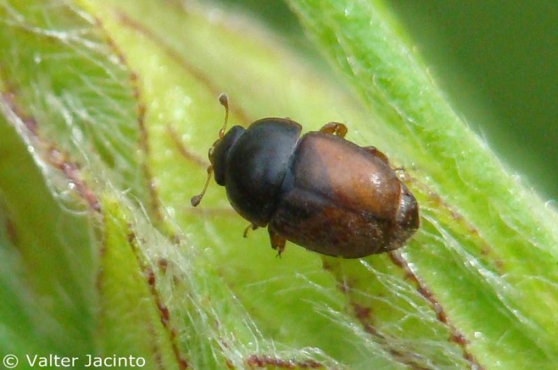 da identificare II