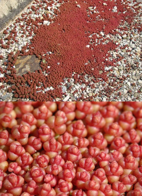 Sedum andegavense / Borracina d''Angi
