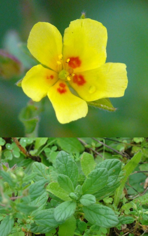 Heliantemum sp.