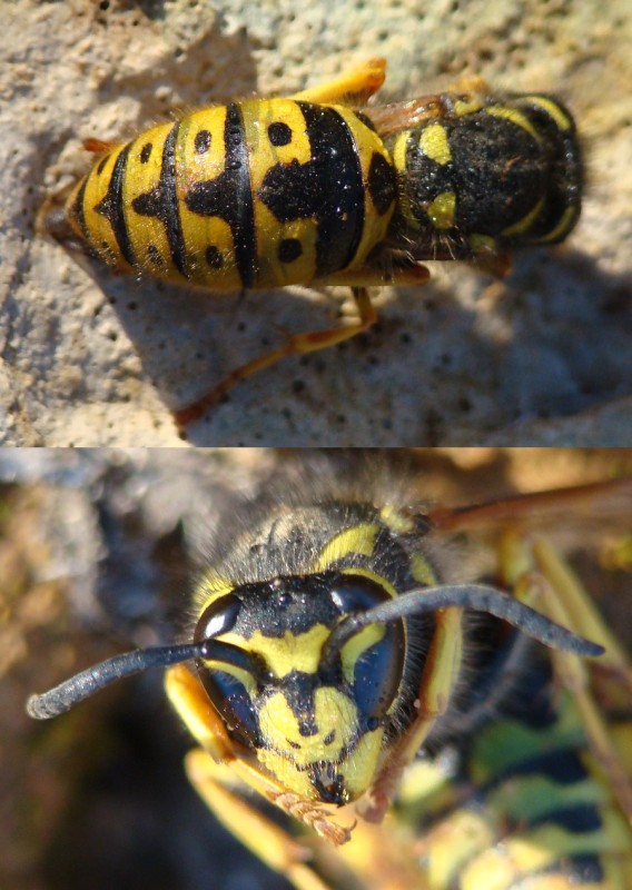 Vespula germanica (Vespidae)