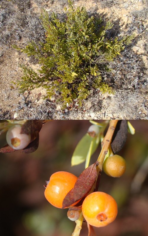 Osyris lanceolata - Algarve