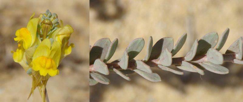 Linaria lamarckii