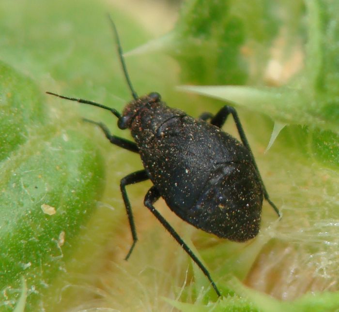 Miridae  dell''Algarve: Orthocephalus sp. femmina