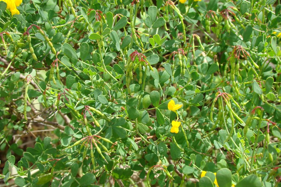 coronilla sp.