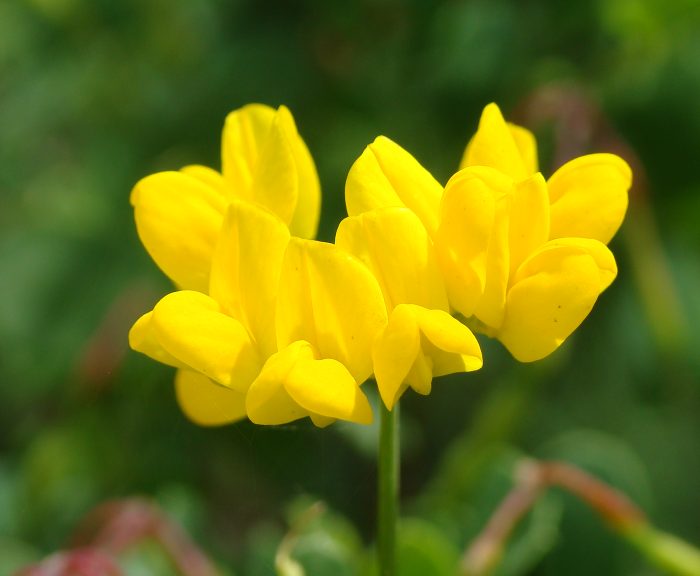 coronilla sp.
