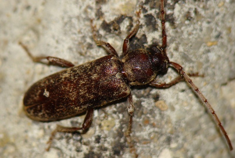 Trichoferus fasciculatus del Portogallo