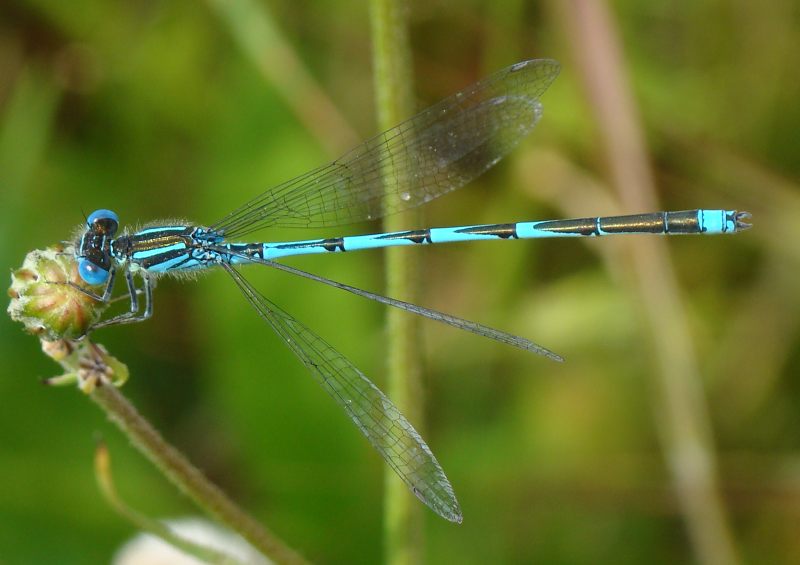 Ischnura graellsii ? no, Erythromma lindenii