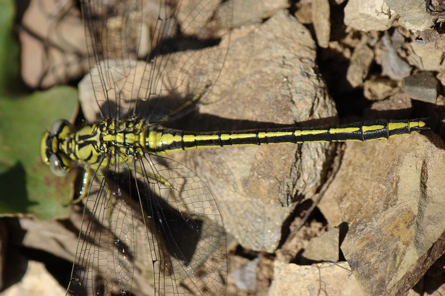 Gomphus simillimus o Gomphus pulchellus ??? pulchellus !!!