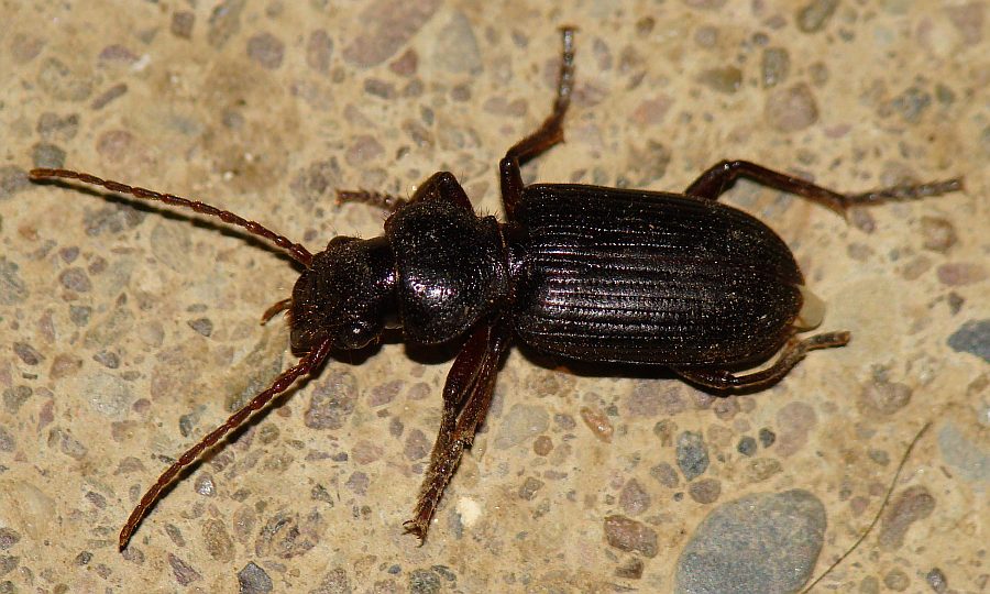 Da determinare: Odontocarus cephalotes