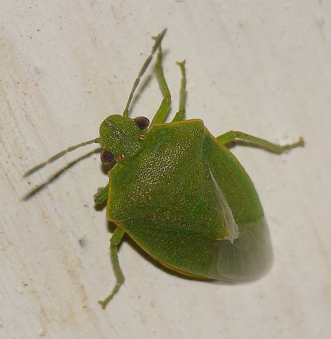 Pentatomidae: Acrosternum (?) troppo corto!