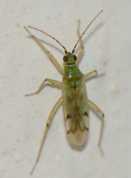 Miridae: Nesidiocoris tenuis