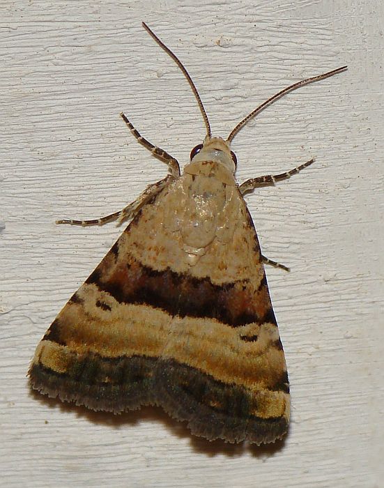 da determinare - Pseudozarba bipartita