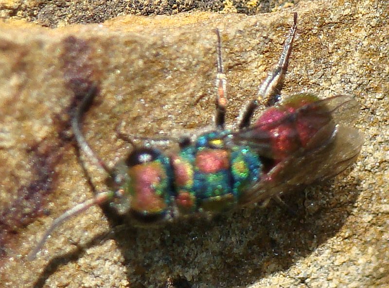 Chrysura candens del Portogallo