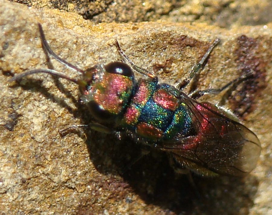 Chrysura candens del Portogallo