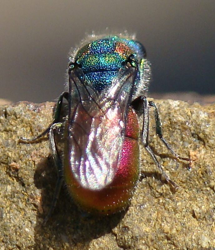 Chrysura candens del Portogallo