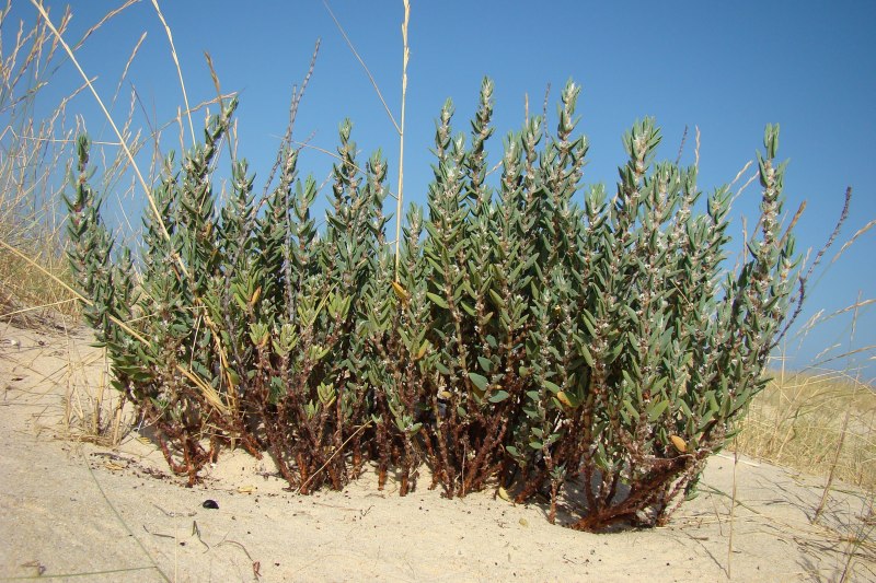 Polygonum maritimum