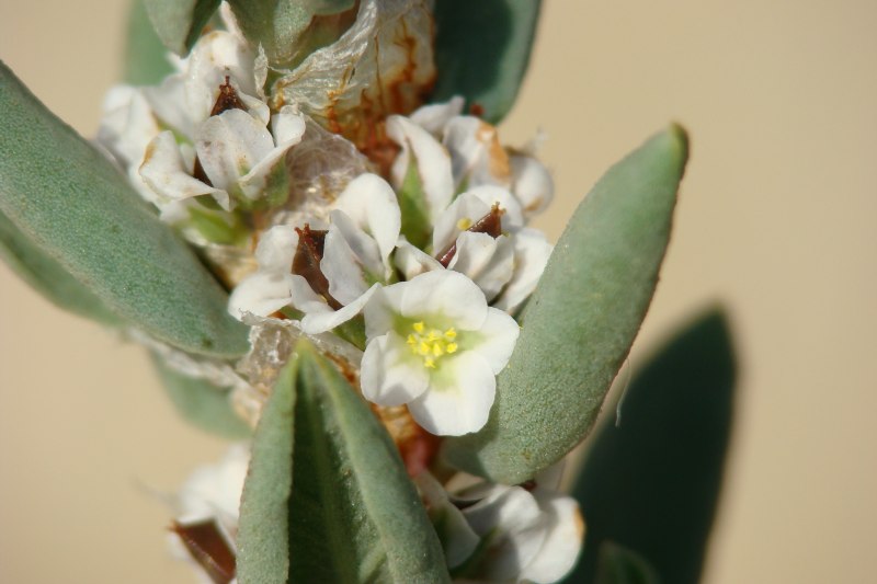 Polygonum maritimum