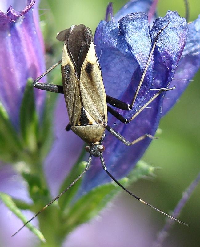 Calocoris nemoralis e sue forme di colore