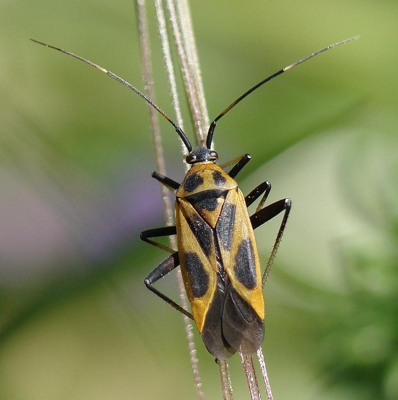 Calocoris nemoralis e sue forme di colore