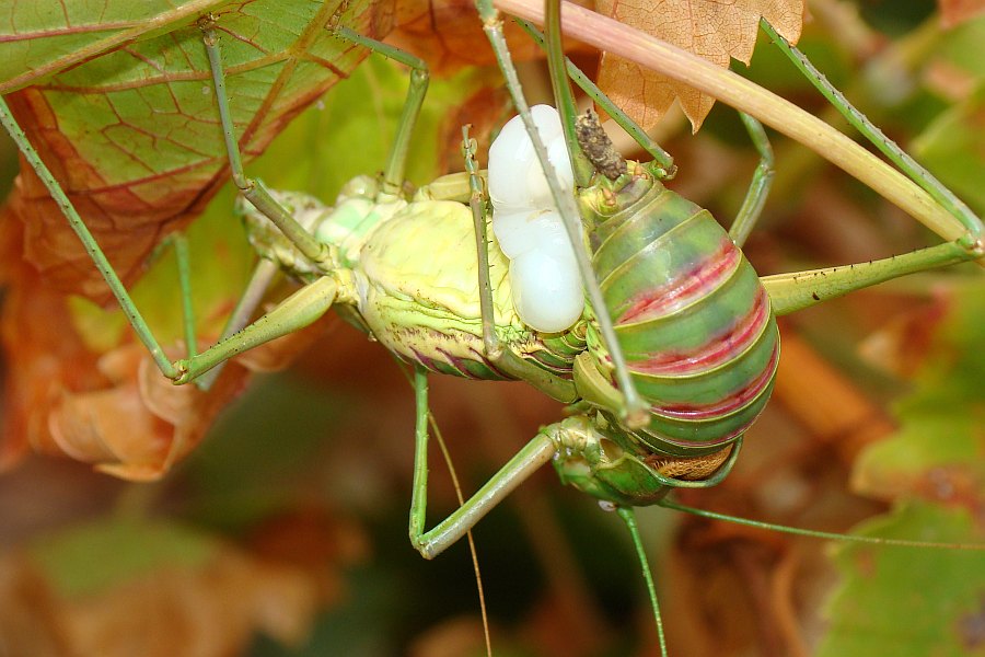 Ephippiger ephippiger ???