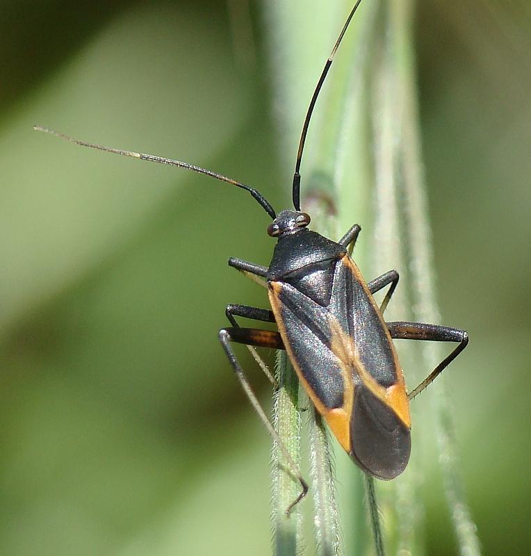 Calocoris nemoralis e sue forme di colore