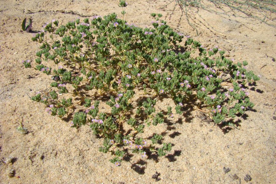 da identificare III - Frankenia cfr. pulverulenta