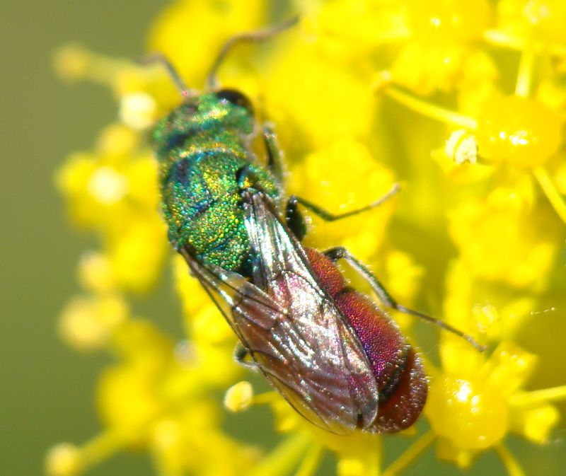 Chrysis sp.