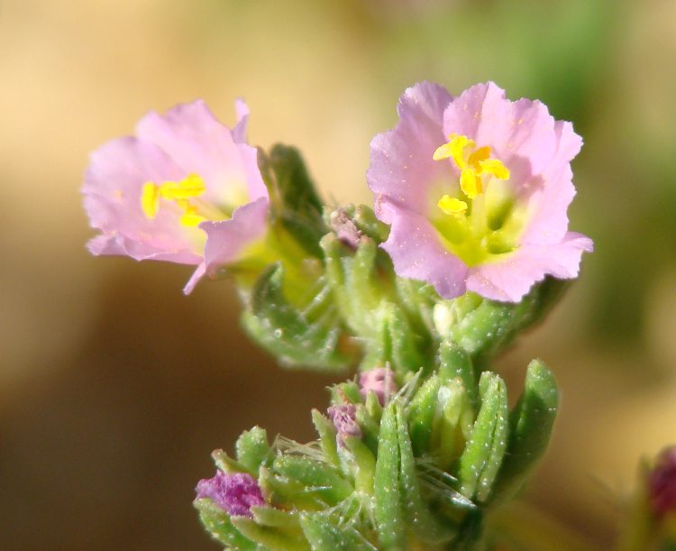 da identificare III - Frankenia cfr. pulverulenta