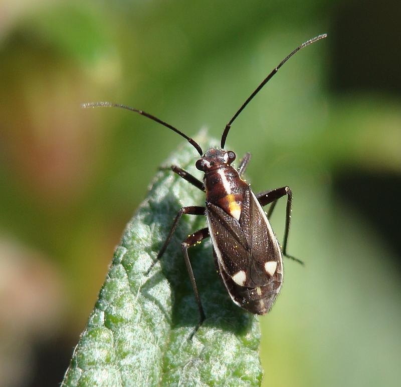 Miridae: Capsodes sulcatus del Portogallo