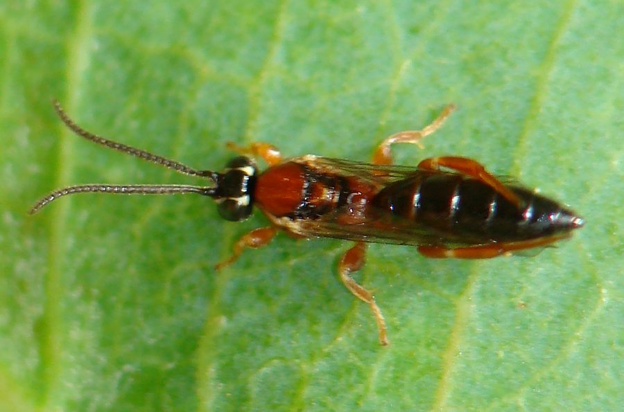 Ichneumonidae, sottofamiglia Pimplinae
