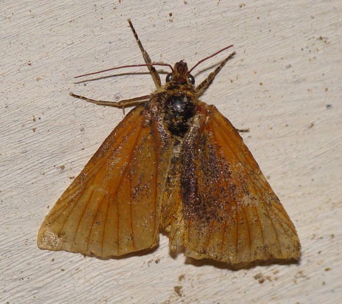da identificare III