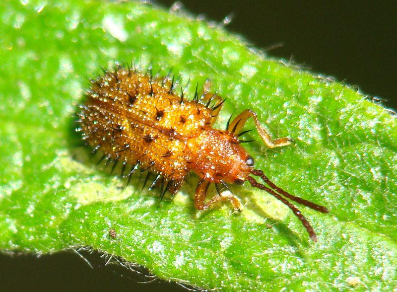 Chrysomelidae - da identificare