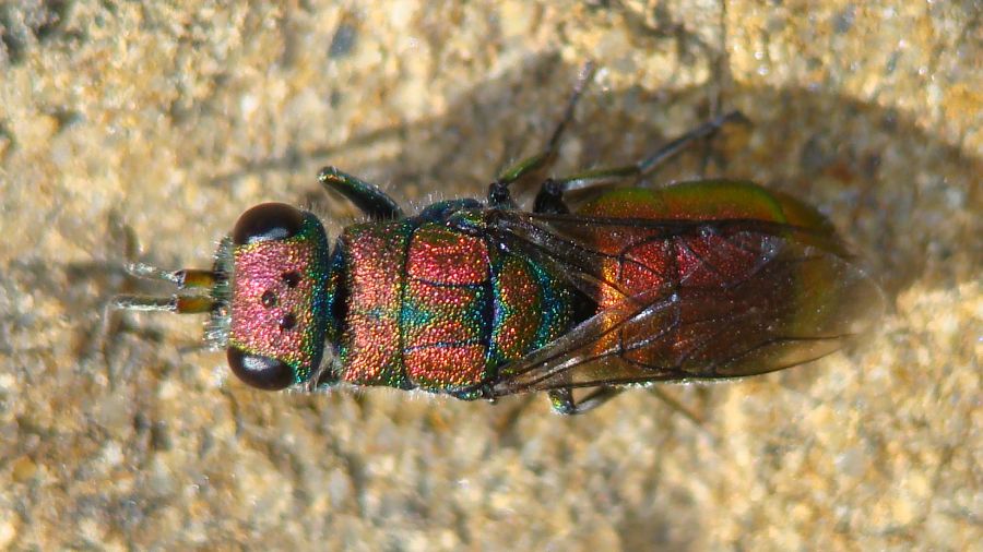 Chrysis sp. ? Chrysura hybrida !