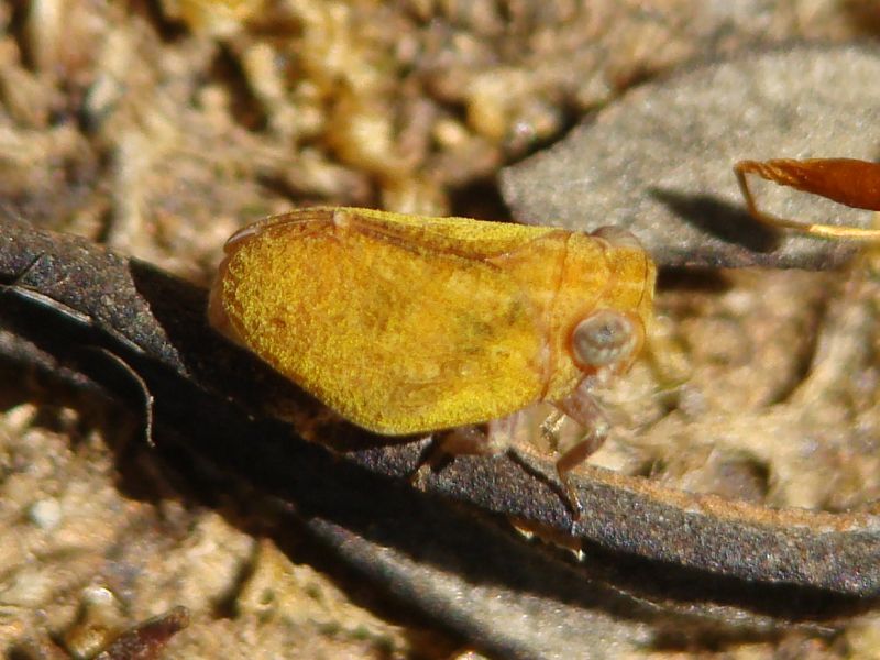 Issidae probabile Agalmatium