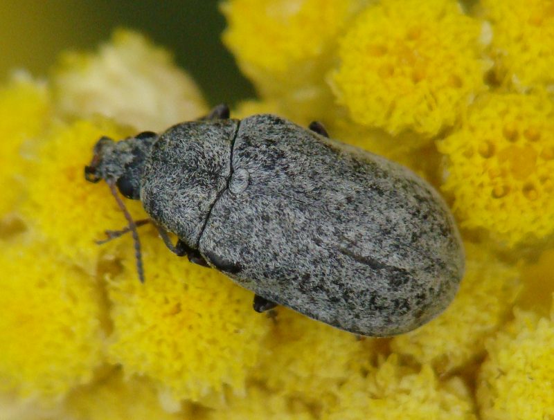 da identificare: Mycterus curculioides