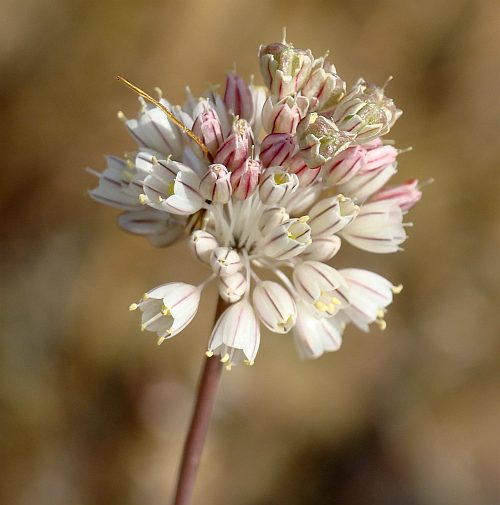 Allium sp.
