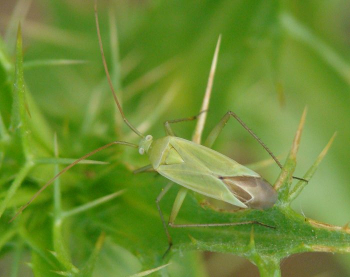 Miridae: Thiomiris sulphureus dell''Algarve (P)