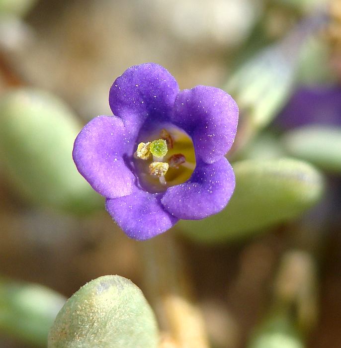 Lycium intricatum / Spina santa insulare