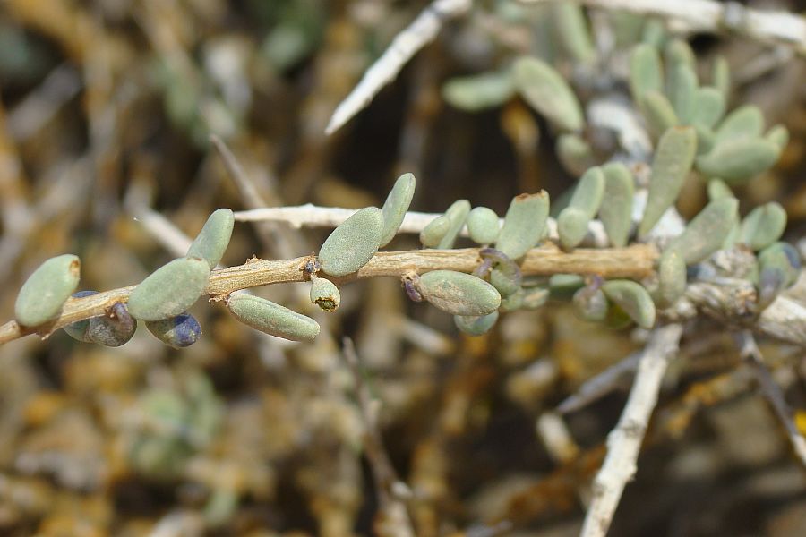Lycium intricatum / Spina santa insulare