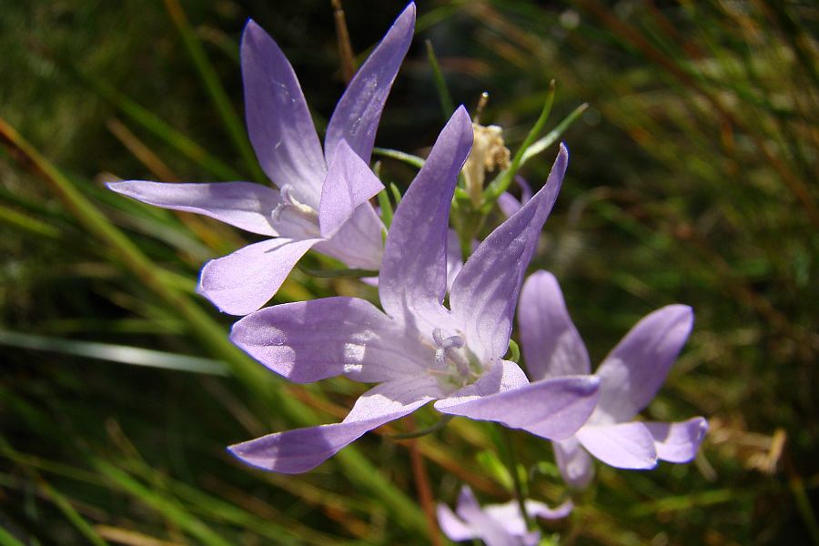 Campanula patula e Campanula rapunculus ???